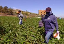 Las leyes estatales que exigen verificar la documentación migratoria de potenciales empleados resultan efectivas para reducir la migración no autorizada desde México y América Central a Estados Unidos, afirman expertos