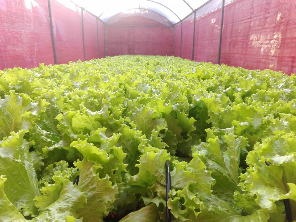Los nuevos casos reportados se contabilizan a partir del 12 de mayo, cuando la lechuga contaminada a&uacute;n estaba disponible para su venta.