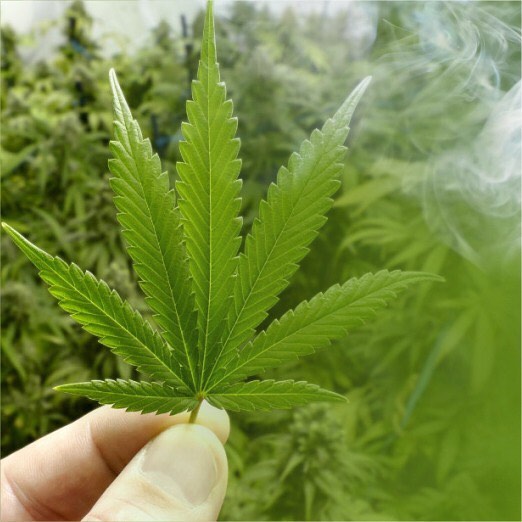 La marihuana medicinal es legal en m&aacute;s de dos decenas de estados, mientras que la recreativa lo es en nueve estados del pa&iacute;s, adem&aacute;s de en Washington.