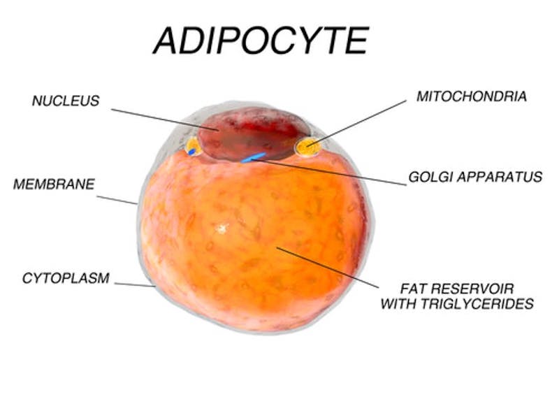Una c&eacute;lula adiposa est&aacute; cargada de triglic&eacute;ridos, o dep&oacute;sitos de grasa, y no se asemeja a otras c&eacute;lulas de nuestro cuerpo. Pavel Chagochkin/Shutterstock.com