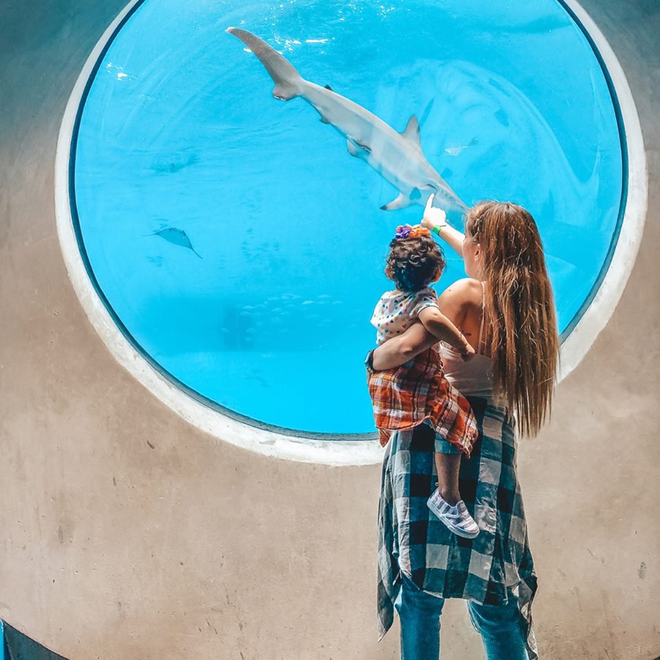 acuario Más de 20 adolescentes de la organización para invidentes Lighthouse for the Blind de Miami recorrieron hoy el acuario de la ciudad en busca de distintas texturas que les permitieran conocer, un poco más. (Foto de twitter)