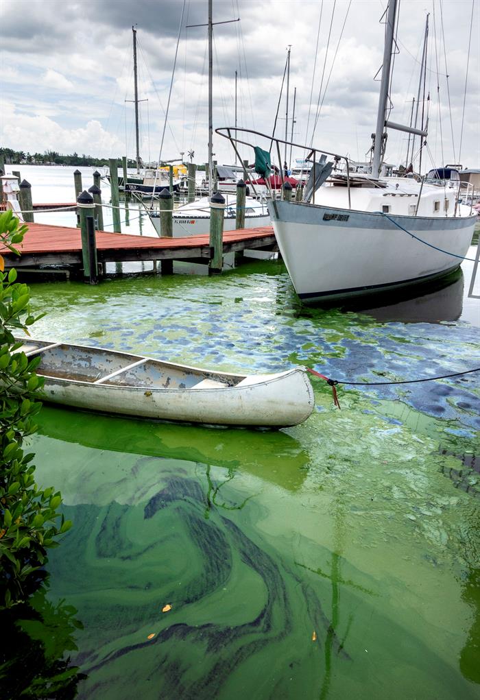 El Gobierno de Florida anunci&oacute; que realizar&aacute; una encuesta de las empresas afectadas por el alga azul-verdosa que est&aacute; floreciendo en r&iacute;os.