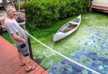 Florida evalúa empresas afectadas por alga tóxica en ríos, estuarios y bahías El Gobierno de Florida anunció que realizará una encuesta de las empresas afectadas por el alga azul-verdosa que está floreciendo en ríos.