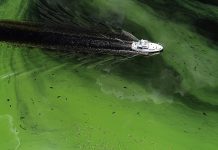 La aguas del Okeechobee, el séptimo lago más grande del país, ayudan a la floración del alga o cianobacteria, capaz de envenenar la fauna terrestre y marina, y ocasionar trastornos al hombre.