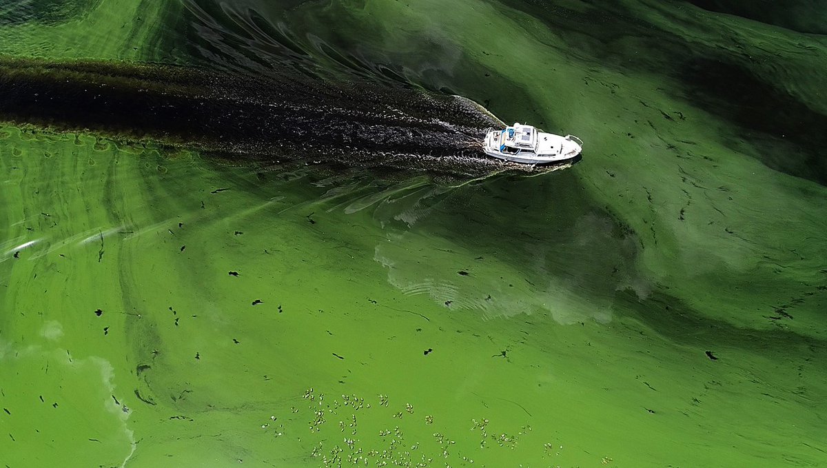 La aguas del Okeechobee, el séptimo lago más grande del país, ayudan a la floración del alga o cianobacteria, capaz de envenenar la fauna terrestre y marina, y ocasionar trastornos al hombre.