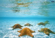 Nuevo mapa revela que solo el 13 % del agua de los océanos permanece virgen El estudio también demuestra que menos del 5 por ciento de las zonas vírgenes marinas está actualmente protegido.