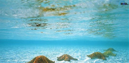 El estudio también demuestra que menos del 5 por ciento de las zonas vírgenes marinas está actualmente protegido.