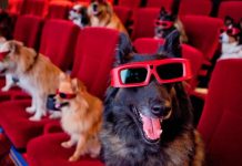 Cine, yoga y "brunch" con su perro en el Festival de Cine Canino de Miami Los perros serán este fin de semana el público del Festival de Cine Canino de Miami, en el que se proyectarán cortometrajes cuyos protagonistas, como no podía ser de otra forma, son animales, y habrá también desfiles, yoga o un elaborado "brunch".
