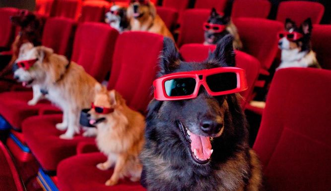 Los perros serán este fin de semana el público del Festival de Cine Canino de Miami, en el que se proyectarán cortometrajes cuyos protagonistas, como no podía ser de otra forma, son animales, y habrá también desfiles, yoga o un elaborado "brunch".