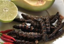 Zats, manjar a base de gusanos de la cocina indígena mexicana Los zats no están vivos cuando se comen, como sucede con otros insectos, como los jumiles y los gusanos de maguey, que es muy apreciado en todos los pueblos
