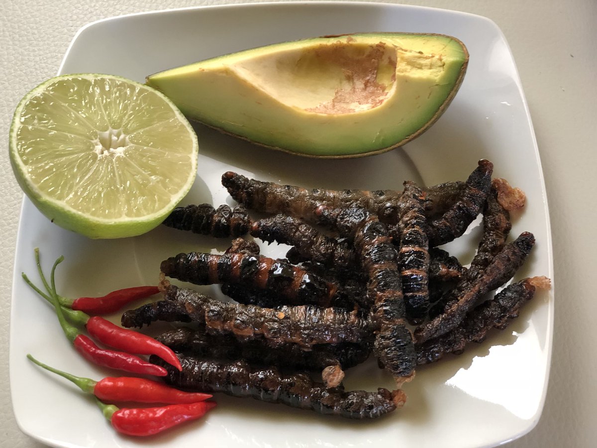 Los zats no están vivos cuando se comen, como sucede con otros insectos, como los jumiles y los gusanos de maguey, que es muy apreciado en todos los pueblos