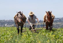 El político, de 64 años, adelantó que bajo su mandato se creará un nuevo organismo, Seguridad Alimentaria Mexicana (Segalmex), que fusionará las empresas públicas Diconsa y Liconsa