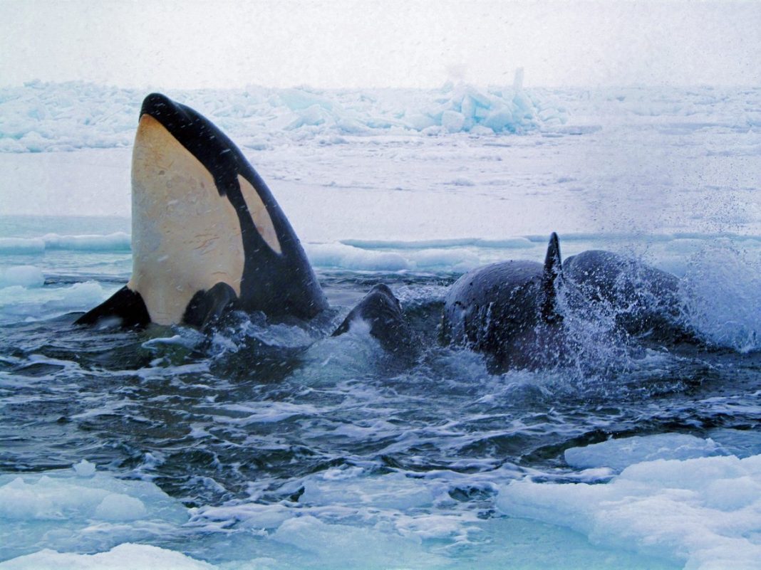animal Una organización ambientalista de EE.UU. interpuso hoy en una corte federal de Seattle, estado de Washington, una demanda contra la Administración del presidente del país, Donald Trump, por no proteger el hábitat oceánico de las orcas. (Foto de twitter)