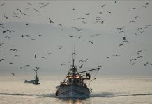 Experto alerta en México que la explotación de océanos ha llegado a su límite Ante tales hechos es preciso emprender acciones para el uso sustentable de esos ecosistemas ya que no hay posibilidades de incrementar sus recursos, indicó el investigador Adolfo Gracia Gasca