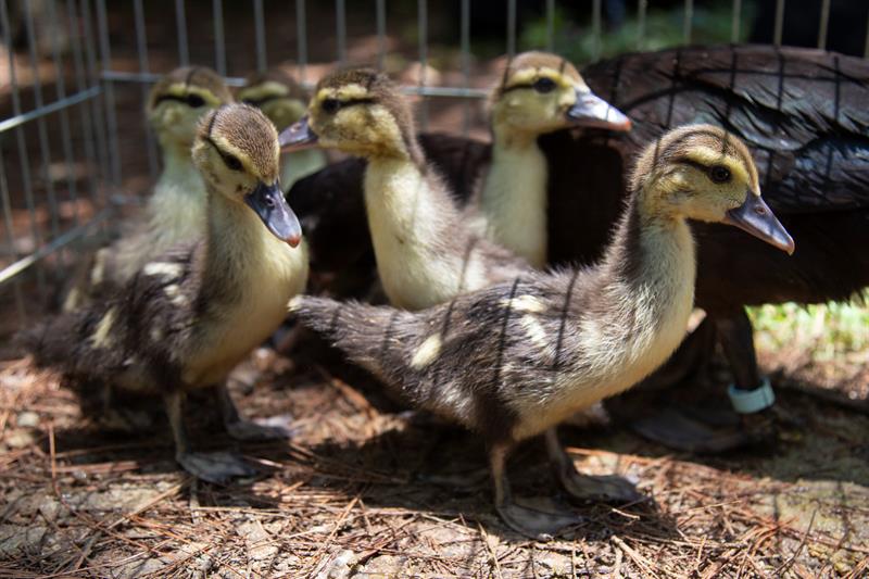 cr&iacute;as del pato real mexicano, especie en peligro de extinci&oacute;n, nacieron en el bosque urbano "Los Colomos",