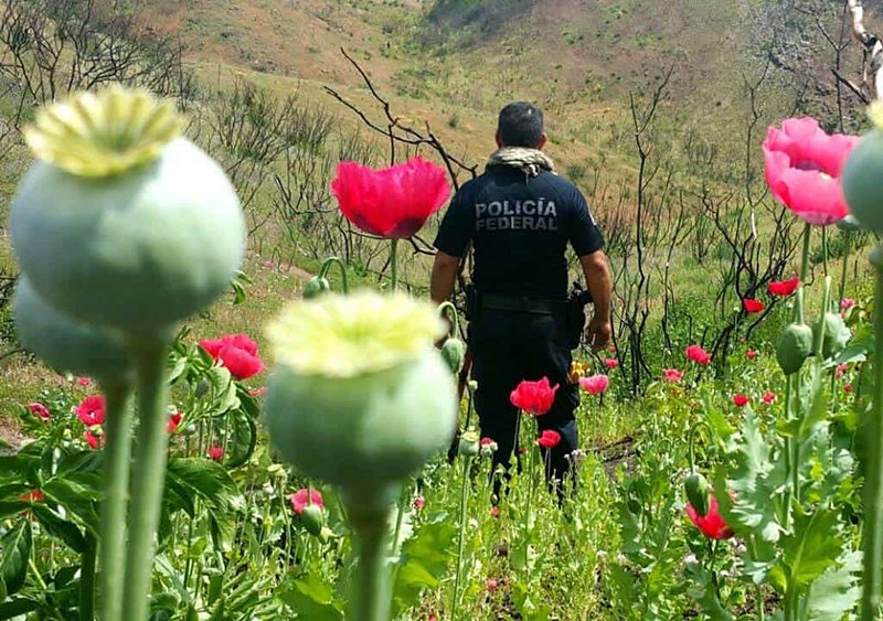 México es el tercer productor de amapola, un opiáceo con el que se fabrica la heroína, en el mundo