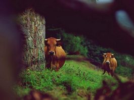 EE.UU. detecta su segundo caso de gripe aviar en humano tras contacto con vacas infectadas Una vacada que seguía a una fugitiva ayudó a orientar a los policías que la seguían por aire durante la noche con rayos infrarrojos y que lograron capturarla. (Foto de twitter)