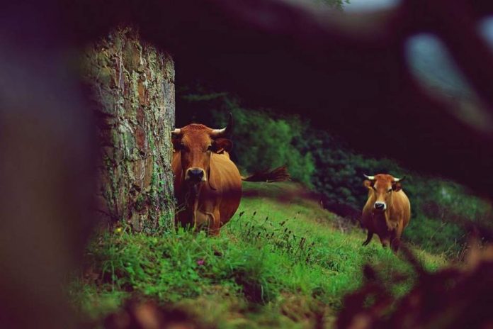 vacas Una vacada que seguía a una fugitiva ayudó a orientar a los policías que la seguían por aire durante la noche con rayos infrarrojos y que lograron capturarla. (Foto de twitter)
