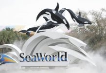 La compañía SeaWorld despidió un número no determinado de empleados en Estados Unidos en pos de una mayor eficiencia