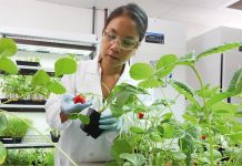 Robótica, genética y agricultura espacial, claves en lucha contra el hambre Cecilia Wilson, científica de laboratorio de patología vegetal en la división de ciencia de cultivos de Bayer, mientras examina plantas de fresa.
