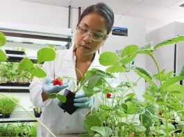 Cecilia Wilson, científica de laboratorio de patología vegetal en la división de ciencia de cultivos de Bayer, mientras examina plantas de fresa.
