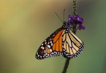 México, Canadá y Estados Unidos llevaron a cabo la iniciativa "Blitz Misión Mariposa Monarca", que se sirve de la ciencia ciudadana para promover la conservación y vigilancia de la mariposa monarca.