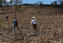Ombudsman hondureño pide apoyo internacional para ayudar afectados por sequía La sequía afecta a 145 municipios de 13 de los 18 departamentos de Honduras, de los cuales 74 municipios, que incluyen a 65.000 familias, presentan una "afectación severa" a causa del fenómeno de El Niño.