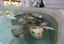 Tortuga mutilada se convierte en "embajadora" de un programa de conservación La tortuga “Esperanza” hoy, martes 16 de octubre de 2018, en un estanque del primer hospital especializado en el cuidado de tortugas marinas ubicado en el parque ecoturístico de Xcaret, en Playa del Carmen (México).