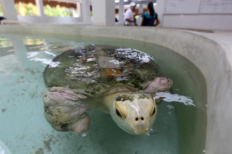 La tortuga &ldquo;Esperanza&rdquo; hoy, martes 16 de octubre de 2018, en un estanque del primer hospital especializado en el cuidado de tortugas marinas ubicado en el parque ecotur&iacute;stico de Xcaret, en Playa del Carmen (M&eacute;xico). 