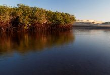 El carbono azul ha cobrado relevancia desde hace tres años y es una de las razones para proteger ecosistemas costeros dada su capacidad para mitigar el cambio climático