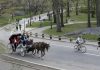 Nueva York se encamina a prohibir los carruajes tirados por caballos a partir de 2028 El alcalde de Nueva York, Bill de Blasio, que ha intentado sin éxito eliminar de la ciudad los carruajes tirados por caballos desde el inicio de su administración