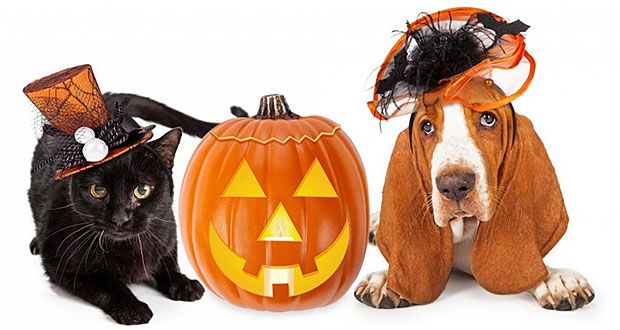 Según explicó Rodríguez en un comunicado de prensa, algunos de los dulces que animales, como los perros y gatos, que más consumen y y que pueden ser letales para esta festividad son los chocolates