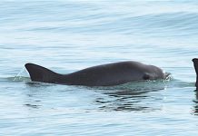 Los resultados de un reciente avistamiento de vaquitas marinas en el Alto Golfo de California reaviva en los científicos la esperanza de la conservación de la especie
