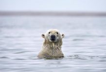 Trump dice que no es un "creyente" en el cambio climático El presidente, Donald Trump, aseguró que no es un "creyente" en el cambio climático y dijo que "no ve" los efectos que los informes científicos recogen sobre este fenómeno