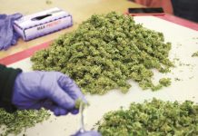 Nueva York no da abasto con la venta ilegal de cannabis y el sheriff pide más personal en México, liberó hoy comercialmente los primeros productos, incluyendo alimentos, suplementos y cosméticos, elaborados a base de cannabis.