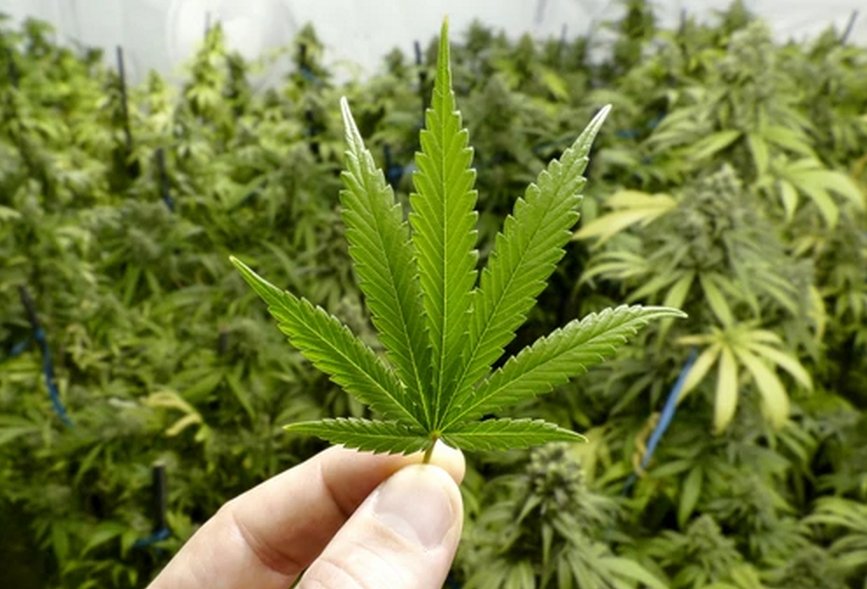 Quintana Roo) prev&eacute; cultivar 4.500 hect&aacute;reas de cannabis con fines industriales y medicinales