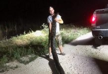 Capturan una pitón de 5,3 metros y 55 kilos cerca de Miami