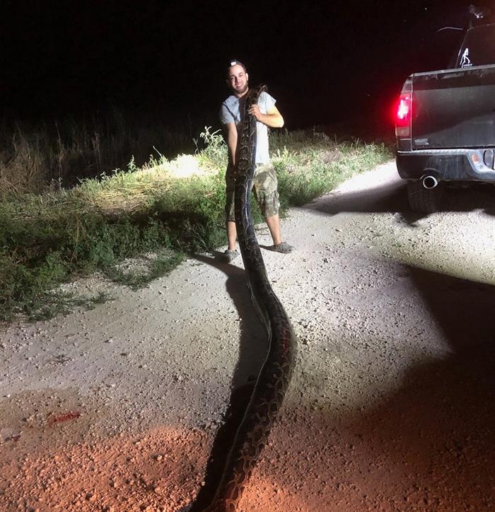La pitón birmana, una serpiente constrictora gigante nativa de Asia, tiene un impacto negativo en las zonas silvestres del sur de Florida, especialmente en los Everglades