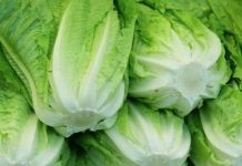 Empresa de verduras en California retira lechuga por posible vínculo con ciclosporiasis Los Centros de Control y Prevención de Enfermedades (CDC, en inglés) de Estados Unidos lanzaron hoy una alerta para pedir que no se consuman lechugas romanas