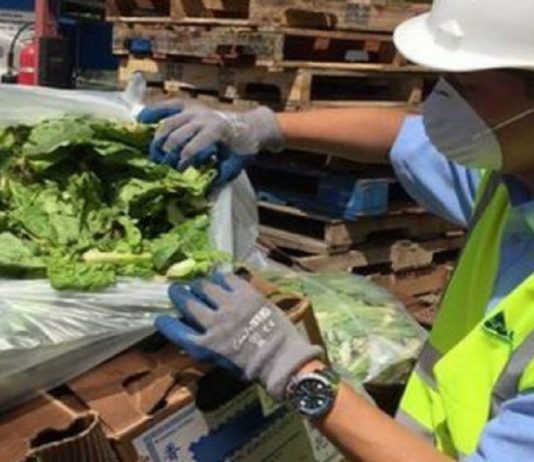 Panamá suspendió hoy la importación de lechuga romana y de otra variedades procedentes de Estados Unidos y ordenó la retirada "inmediata" de los ejemplares que se encuentran a la venta
