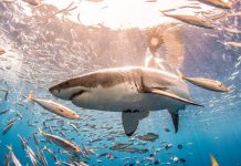 Isla Guadalupe, un lugar privilegiado para ver y conocer al tiburón blanco