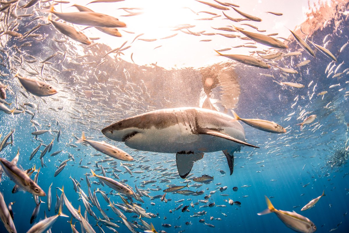 Por sus aguas claras y su concentraci&oacute;n de ejemplares durante todo el a&ntilde;o, la mexicana Isla Guadalupe se ha convertido en un lugar privilegiado para ver al tibur&oacute;n blanco 