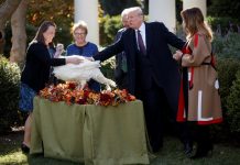 Donald Trump, cumplió con la tradición de indultar a dos pavos que se salvarán de ser degustados en Acción de Gracias