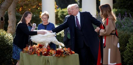 Donald Trump, cumplió con la tradición de indultar a dos pavos que se salvarán de ser degustados en Acción de Gracias