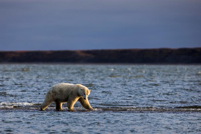 Un oso polar camina por una isla barrera tras alimentarse con los restos de ballenas de Groenlandia cazadas legalmente durante la pesca anual de subsistencia que se realiza en la localidad de Kajtovik, en el estado de Alaska. Archivo