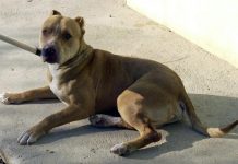 Hallan a una perra con un balazo en la cabeza vagando por las calles de ciudad de Florida Las personas que viven en California son las que están en mayor riesgo de sufrir mordeduras de perros, según un informe que cifra en 686 millones de dólares lo que pagaron en 2017 las compañías de seguros