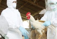 Detectan dos brotes de gripe aviar en la República Dominicana Los brotes de la enfermedad, del subtipo H5N2, fueron detectados en las localidades de Corozo y Quebrada Honda, de acuerdo con las declaraciones del funcionario.