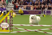 La pasarela de los perros de raza también tiene su espacio en Nueva York