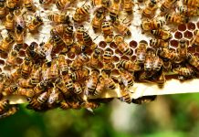 Valcárcel compartió datos biológicos de las abejas y su ciclo de vida, además de dar información de las amenazas que enfrentan.