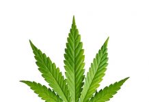 El gobernador Andrew M. Cuomo ha sido uno de los grandes promotores de la legalización de marihuana en Nueva York por los beneficios financieros que puede producir.